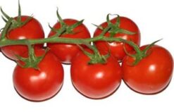 p 8915 tomate rama 300x200 jpg - Mix de tomates