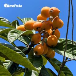 níspero, nísperos, fruta de temporada, fruta fresca, fruta saludable, fruta de primavera, fruta mediterránea, fruta dulce, fruta jugosa, níspero propiedades, níspero beneficios, comprar nísperos, níspero online