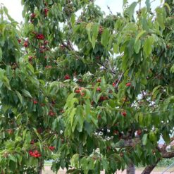 cerezas, cerezas frescas, comprar cerezas online, cerezas a domicilio, cerezas de temporada, cerezas recién recogidas, cerezas dulces, cerezas naturales, fruta de temporada, fruta de hueso, cerezas directas del agricultor, cerezas sin intermediarios, cerezas españolas, cerezas ecológicas, cerezas saludables, cerezas premium,
