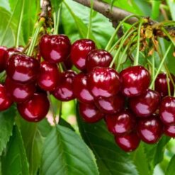 cereza picota, picotas del Jerte, cereza picota online, comprar cereza picota, cerezas sin rabito, cereza dulce, picotas a domicilio, fruta de temporada, cereza española, picota fresca, cereza natural