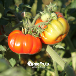 tomate rosa, tomate grande rosa, tomate online, comprar tomate online, comprar tomate rosa online