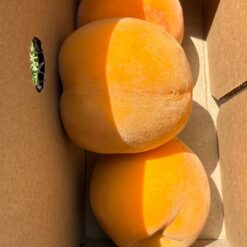 melocotón amarillo, melocotones amarillos, comprar melocotón amarillo, melocotón online, melocotón amarillo online, melocotón a domicilio, fruta de verano