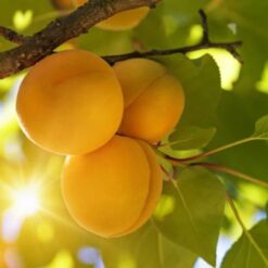 melocotón amarillo, melocotones amarillos, comprar melocotón amarillo, melocotón online, melocotón amarillo online, melocotón a domicilio, fruta de verano