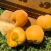 melocotón amarillo, melocotones amarillos, comprar melocotón amarillo, melocotón online, melocotón amarillo online, melocotón a domicilio, fruta de verano