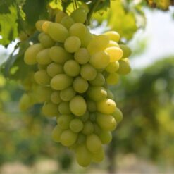 uvas verdes rama - Uva de mesa nacional