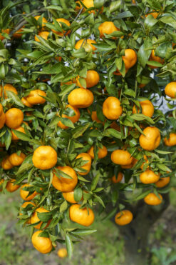 mandarina, mejor mandarina, beneficios mandarina, mandarina de valencia, mejor mandarina de españa, vitaminas mandarina