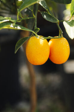 naranjas de zumo, zomprar naranjas de zumo, naranjas zumo valencia, narajas españa, comprar naranjas zumo, caja de naranjas zumo