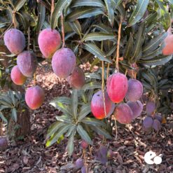 Comprar mango online, Mangos a domicilio, Mango fresco online, Mango natural a domicilio, Mango tropical online, mango españa, mango online