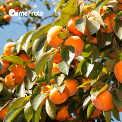 kaki, comprar kaki. fruta kaki, beneficios fruta kaki, fruta kaki online