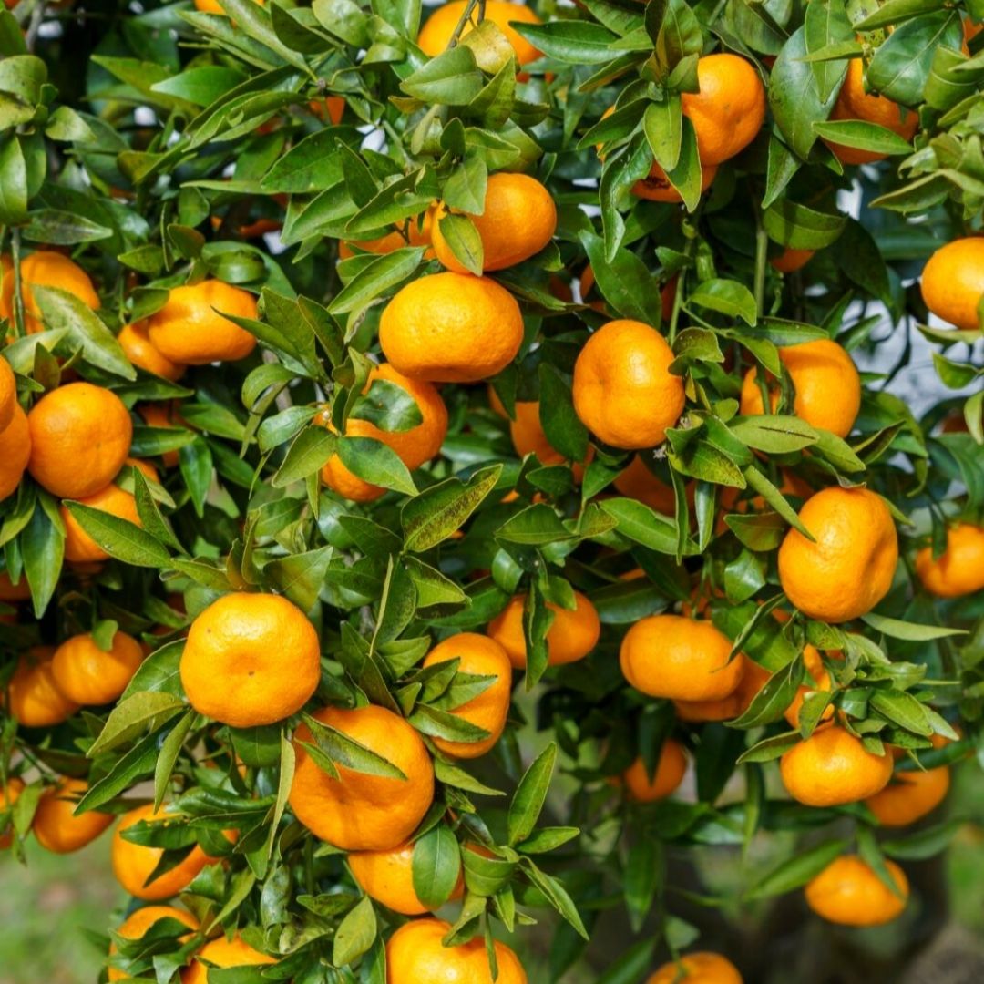 mandarina, mandarinas, comprar mandarinas online, mandarinas a domicilio, mandarinas frescas, mandarinas de temporada, fruta cítrica, fruta de invierno, mandarinas naturales, mandarinas españolas