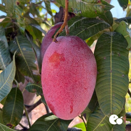 Comprar mango online, Mangos a domicilio, Mango fresco online, Mango natural a domicilio, Mango tropical online, mango españa, mango online