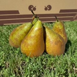 pera conferencia, peras conferencia, comprar pera conferencia online, peras a domicilio, pera fresca, pera natural, fruta de temporada, peras españolas, pera online, fruta fresca online