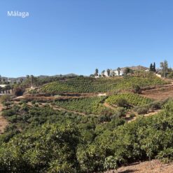 Comprar mango online, Mangos a domicilio, Mango fresco online, Mango natural a domicilio, Mango tropical online, mango españa, mango online