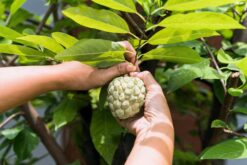 Chirimoya, fruta tropical, anona, fruta exótica, dulce, cremosa, rica en fibra, vitamina C, antioxidante, superalimento, saludable, digestiva, potasio, magnesio, calcio, bajo en grasas, propiedades relajantes, postre natural, suave, nutritiva, energética.