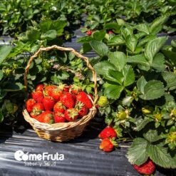 comprar fresones online, fresones a domicilio, fresones frescos, fresones de temporada, fresones naturales, fresones ecológicos, fresones de calidad, fresones dulces, fresones premium, fresones grandes, fresones jugosos, fresones por internet,