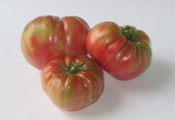 tomate rosa barbastro - Mix de tomates