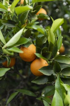 naranjas de mesa, naranjas dulces, comprar naranjas, naranjas online, naranjas a domicilio, naranjas frescas, naranjas naturales, naranjas valencianas, naranjas recién cogidas, naranjas directas del campo