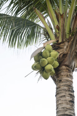 coco natural, comprar coco online, coco fresco, coco a domicilio, fruta tropical online, coco entero, coco comestible, beneficios del coco, coco saludable, coco natural a domicilio, coco sin procesar, coco fruta tropical, venta de coco online