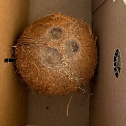 coco natural, comprar coco online, coco fresco, coco a domicilio, fruta tropical online, coco entero, coco comestible, beneficios del coco, coco saludable, coco natural a domicilio, coco sin procesar, coco fruta tropical, venta de coco online