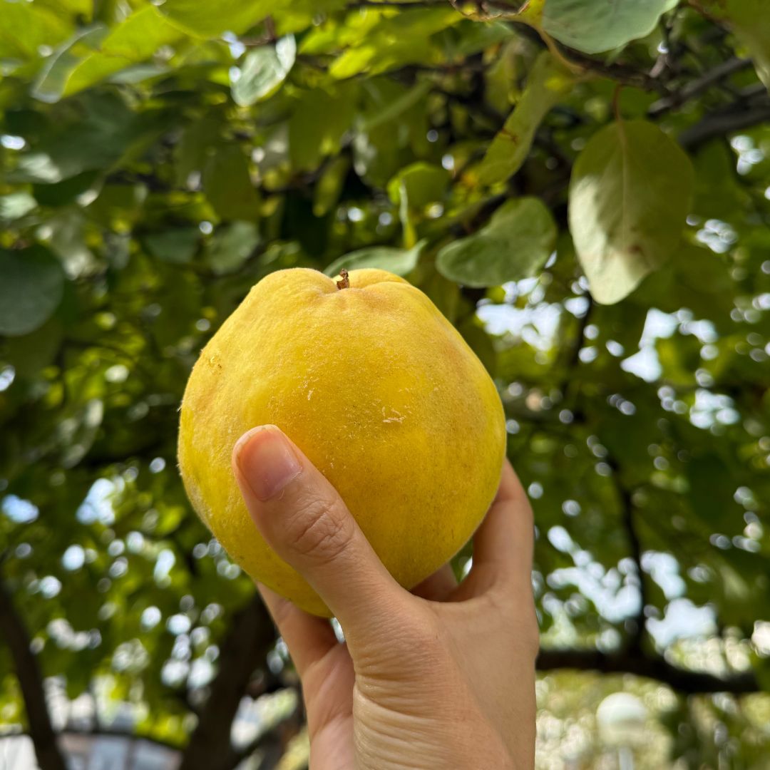 membrillo, comprar membrillo online, membrillo natural, membrillo fresco, membrillo de temporada, membrillo a domicilio, fruta de otoño, fruta natural online, membrillo español, fruta tradicional, membrillo fresco directo del agricultor, comprar membrillo de temporada online