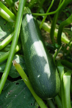 calabacines frescos, comprar calabacines, calabacines online, calabacines a domicilio, venta de calabacines, comprar calabacines online, calabacines ecológicos, calabacines de temporada, calabacines naturales, comprar verduras online, calabacines directo del campo