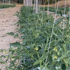 comprar tomate moruno, tomate moruno online, tomate moruno a domicilio, tomate moruno fresco, tomate moruno precio, tomate moruno mercado, tomate moruno tienda online, tomate moruno gourmet, tomate moruno ecológico, tomate moruno directo de la huerta, tomate moruno temporada