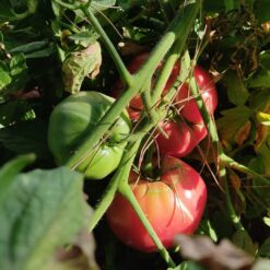 comprar tomate moruno, tomate moruno online, tomate moruno a domicilio, tomate moruno fresco, tomate moruno precio, tomate moruno mercado, tomate moruno tienda online, tomate moruno gourmet, tomate moruno ecológico, tomate moruno directo de la huerta, tomate moruno temporada