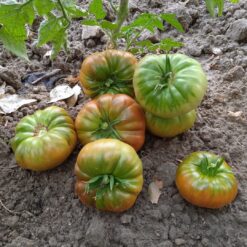 comprar tomate moruno, tomate moruno online, tomate moruno a domicilio, tomate moruno fresco, tomate moruno precio, tomate moruno mercado, tomate moruno tienda online, tomate moruno gourmet, tomate moruno ecológico, tomate moruno directo de la huerta, tomate moruno temporada