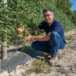 comprar tomate moruno, tomate moruno online, tomate moruno a domicilio, tomate moruno fresco, tomate moruno precio, tomate moruno mercado, tomate moruno tienda online, tomate moruno gourmet, tomate moruno ecológico, tomate moruno directo de la huerta, tomate moruno temporada