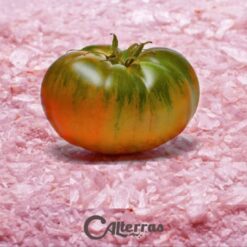 comprar tomate moruno, tomate moruno online, tomate moruno a domicilio, tomate moruno fresco, tomate moruno precio, tomate moruno mercado, tomate moruno tienda online, tomate moruno gourmet, tomate moruno ecológico, tomate moruno directo de la huerta, tomate moruno temporada