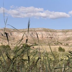 comprar tomate moruno, tomate moruno online, tomate moruno a domicilio, tomate moruno fresco, tomate moruno precio, tomate moruno mercado, tomate moruno tienda online, tomate moruno gourmet, tomate moruno ecológico, tomate moruno directo de la huerta, tomate moruno temporada