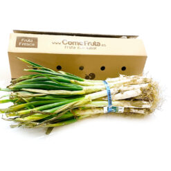 calcot, Calçots, comprar calcots, calcots online