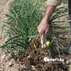 calcot, Calçots, comprar calcots, calcots online