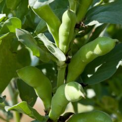 habas frescas, habas tiernas, comprar habas, temporada de habas, legumbres frescas, habas ecológicas, habas a domicilio, habas verdes, recetas con habas, habas naturales, huerta local, producto de temporada, habas gourmet, habas para cocinar,