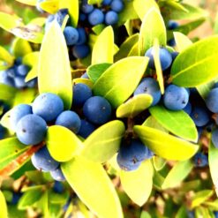arándano azul, arándano de huelva, arándano españa, arándano online, beneficios arándano, blue berry
