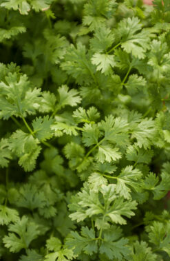 cilantro fresco, comprar cilantro, cilantro natural, hierba aromática, cilantro online, cilantro a domicilio, cilantro de calidad, cilantro ecológico, cilantro cultivado en España, manojo de cilantro,