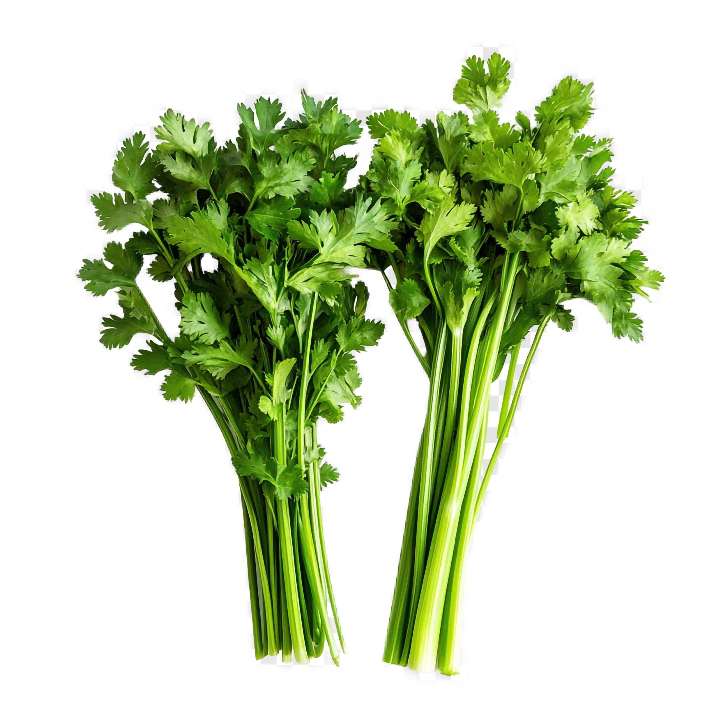 cilantro fresco, comprar cilantro, cilantro natural, hierba aromática, cilantro online, cilantro a domicilio, cilantro de calidad, cilantro ecológico, cilantro cultivado en España, manojo de cilantro,