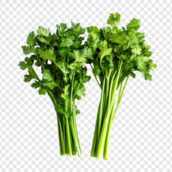 Cilantro fresco natural