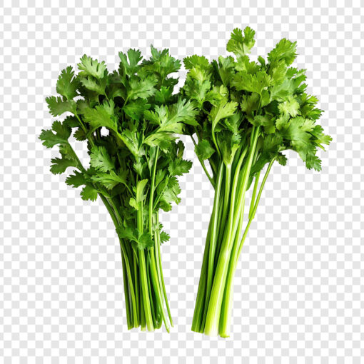 Cilantro fresco natural