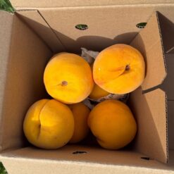 melocotón embolsado, melocotón embolsado de Calanda, comprar melocotón embolsado, melocotones embolsados online, melocotón de Calanda DOP, melocotón embolsado a domicilio, melocotón amarillo embolsado, melocotón natural embolsado, melocotón ecológico embolsado, melocotón embolsado España