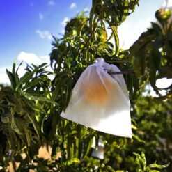 melocotón embolsado, melocotón embolsado de Calanda, comprar melocotón embolsado, melocotones embolsados online, melocotón de Calanda DOP, melocotón embolsado a domicilio, melocotón amarillo embolsado, melocotón natural embolsado, melocotón ecológico embolsado, melocotón embolsado España