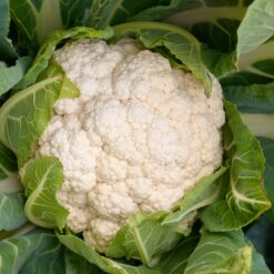 coliflor blanca - Coliflor