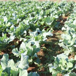 coliflor, comprar coliflor, coliflor fresca, coliflor online, coliflor a domicilio, verdura fresca, coliflor ecológica, coliflor natural, coliflor saludable, coliflor de temporada, verduras a domicilio, coliflor España