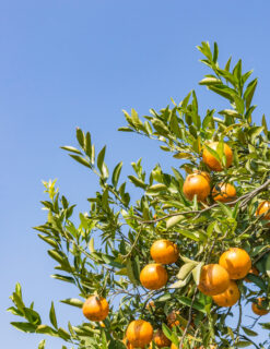 Mandarina Orri, comprar mandarina Orri, mandarinas Orri online, mandarinas dulces, mandarinas crujientes, mandarinas fáciles de pelar, mandarinas Comunidad Valenciana, cítricos valencianos, mandarinas de calidad, mandarinas premium, fruta fresca online, mandarinas a domicilio,