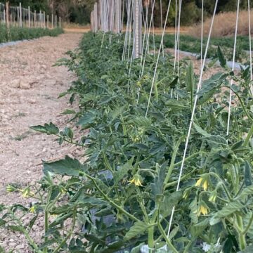 Tomateras Calterra
