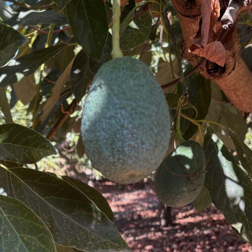 Aguacate de Málaga (Axarquía)