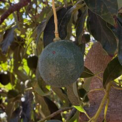 aguacate redondo arbol - Aguacate de Málaga (Axarquía)