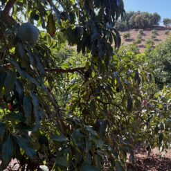 campo aguacate y mango malaga - Aguacate de Málaga (Axarquía)