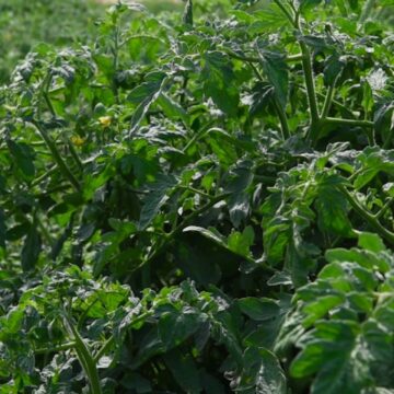 Tomateras Calterra