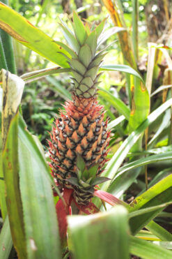 comprar piña online, piña a domicilio, piña fresca, piña natural, piña ecológica, piña de calidad, piña dulce, piña tropical, envío de piña, piña en oferta, piña premium, comprar fruta online, fruta a domicilio, piña por internet, tienda de piña online, piña extradulce